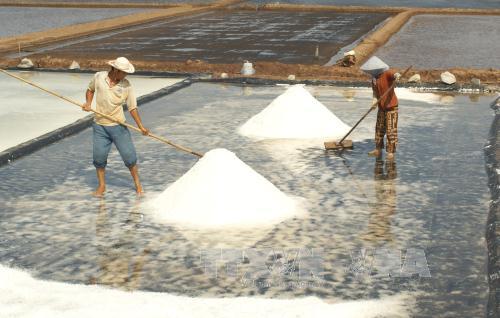 Giá muối tăng mạnh, nhiều diêm dân không còn muối để bán 